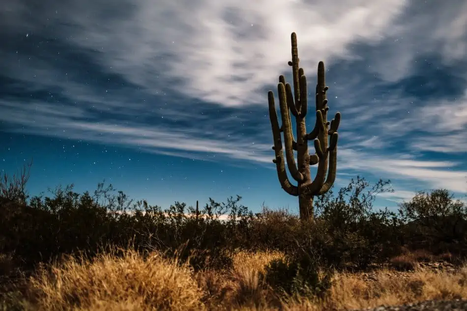 How The Cactus Is Adapted To The Desert Cactusway