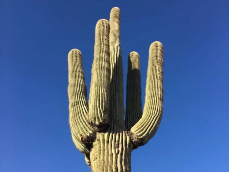 A Saguaro Cactus. 