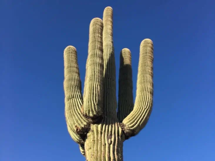 How Are Desert Plants Adapted To Survive In A Desert 