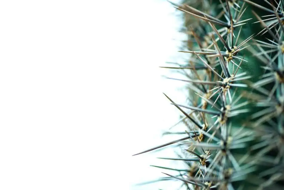 Close up image of a cactus with spines. 