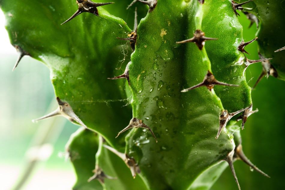 A close up image of cactus with water droplets. 