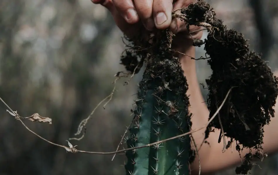 A cactus picked from the soil. 