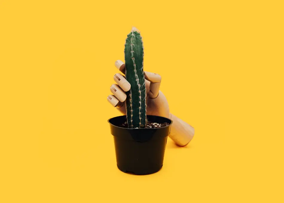 A puppet hand holding the cactus. 