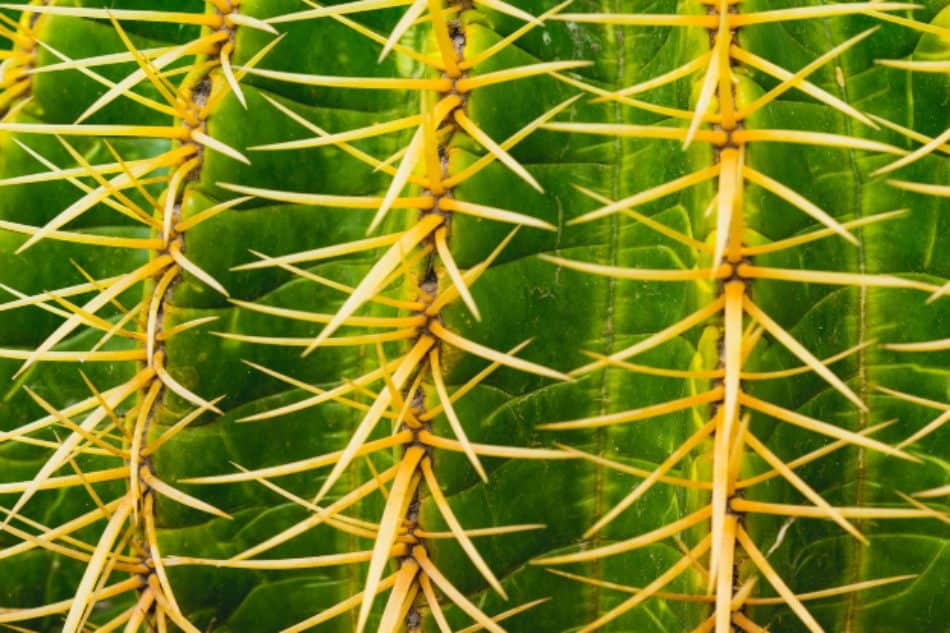 Closeup image of cactus. 