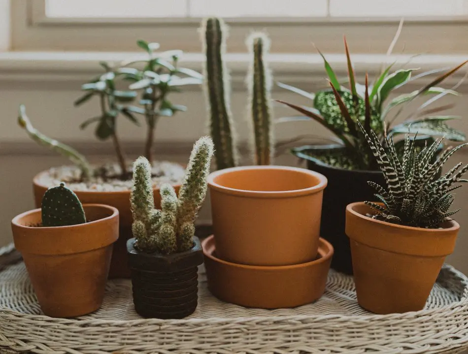 Cactus and succulent plants in a pot. 