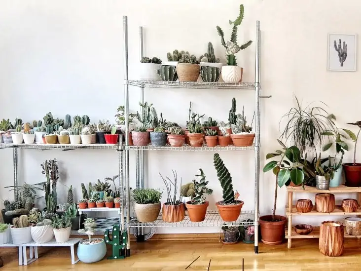 Cactus Care: How to Grow Healthy Cactus Indoors? | CactusWay
