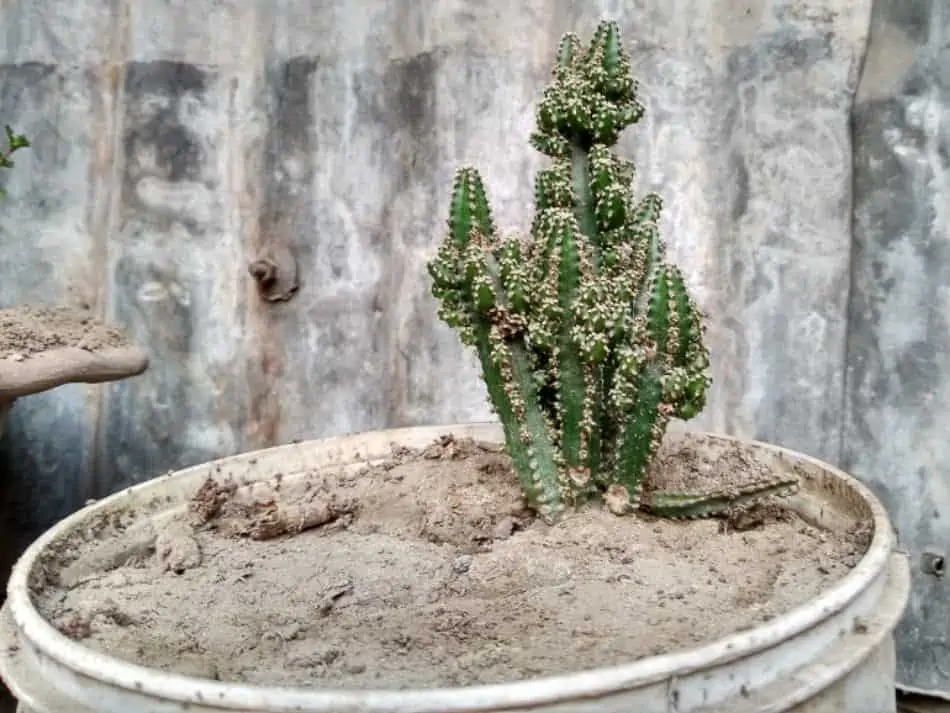 A cactus on the container with a soil. 