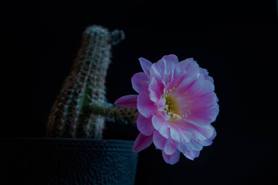 Ultimate Guide How To Get Your Cactus To Flower Cactusway