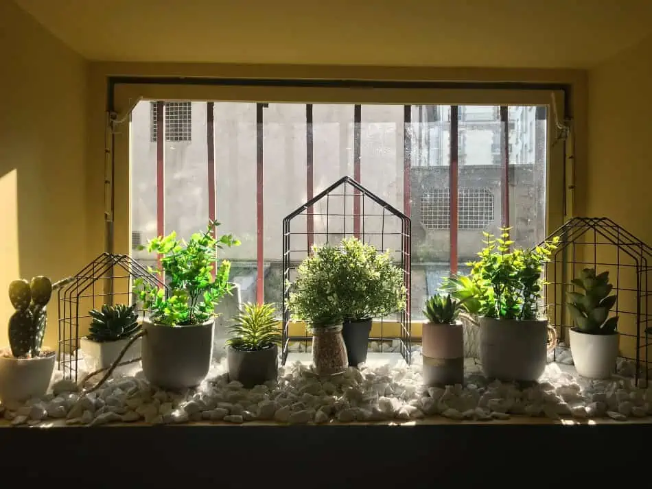 Plants exposed to sunlight, 