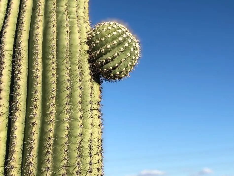 A mature cactus. 