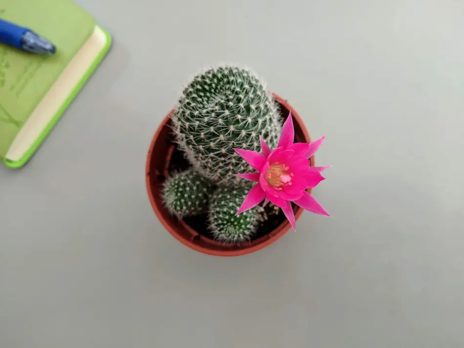 Ultimate Guide How To Get Your Cactus To Flower Cactusway