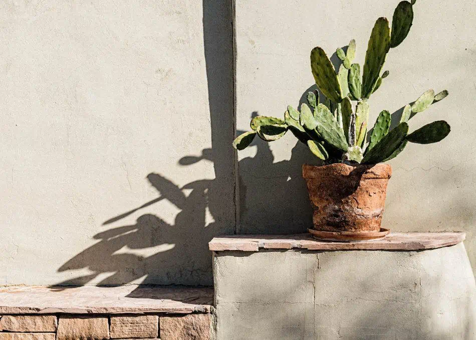 A cactus in a pot exposed to sunlight. 