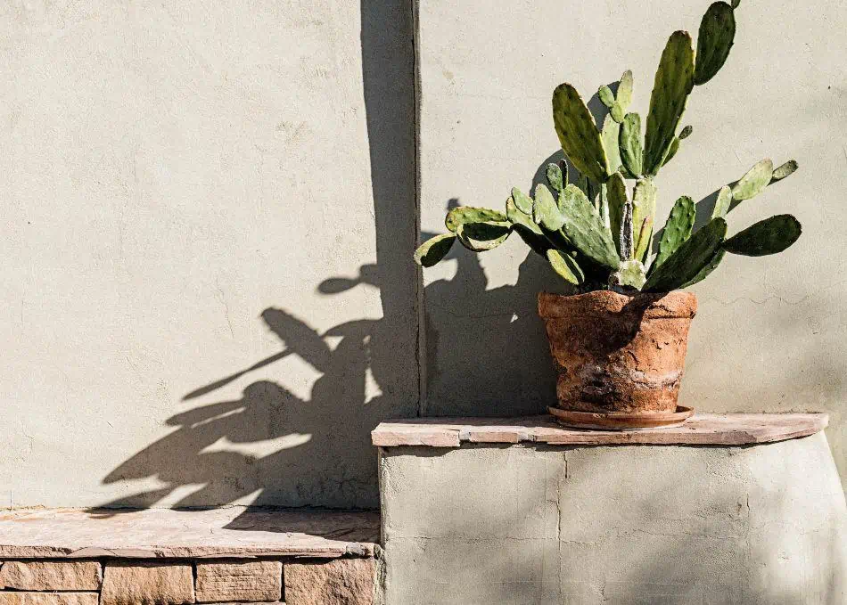 Does Cactus Need Direct Sunlight?