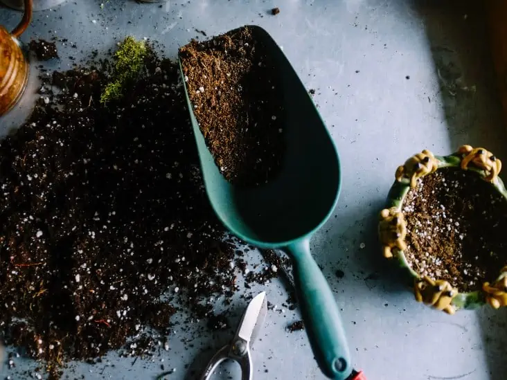 Learn How To Fertilize A Cactus 