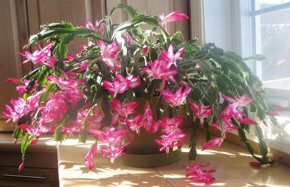 A christmas cactus blooming. 