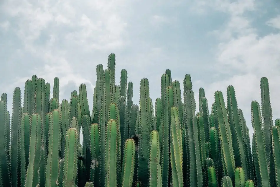 A  Organ Pipe Cactus.