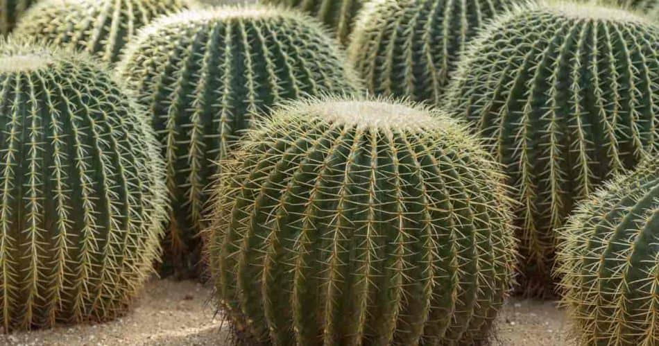 A matured golden barrel cactus. 