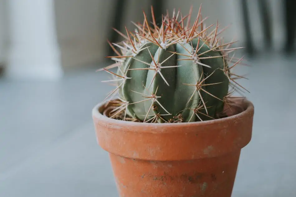 Cactus in a clay pot. 