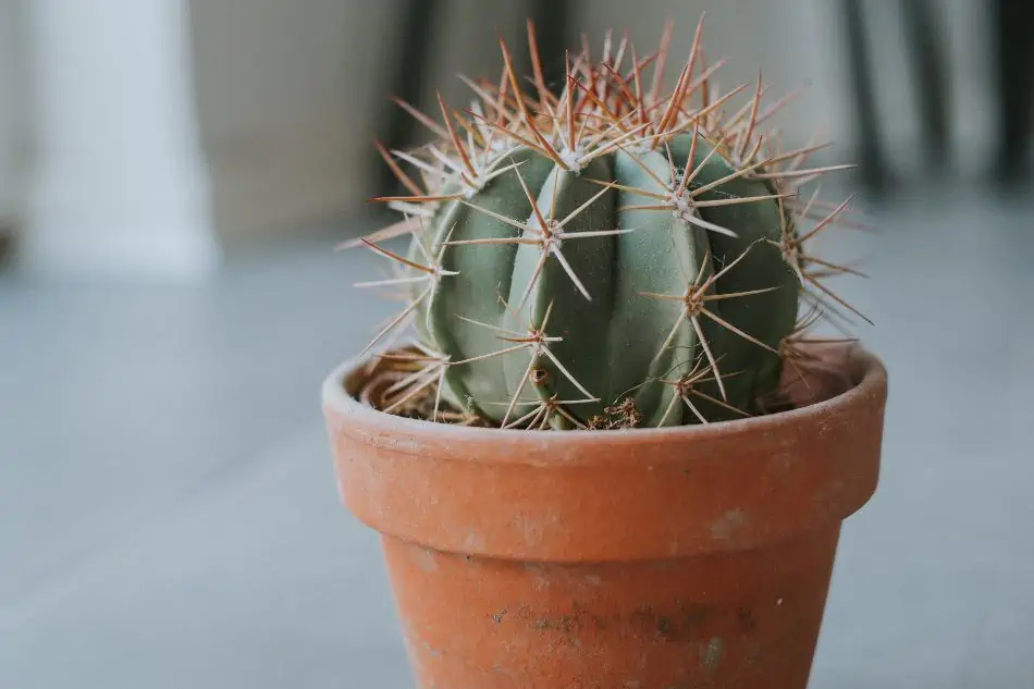 How To Choose The Right Pot For Your Cactus Cactusway