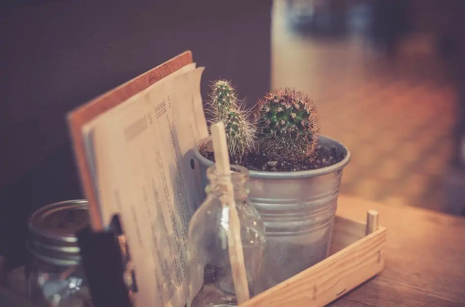 A cactus in a metal pot. 