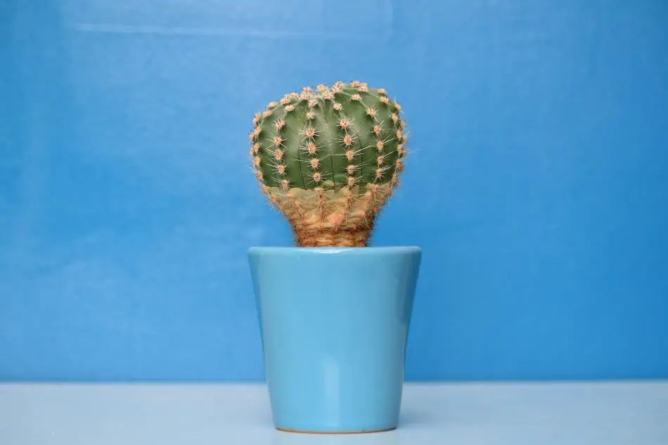 How To Choose The Right Pot For Your Cactus Cactusway