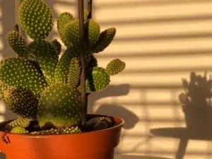 Does Cactus Need Direct Sunlight?