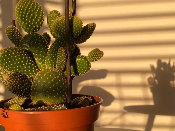 sun lamp for cactus