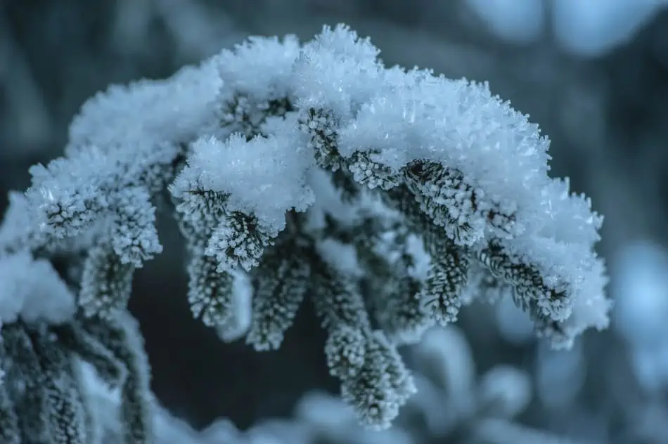A frozen plant. 