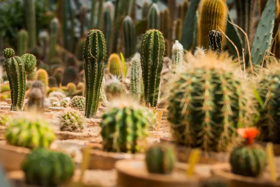 Several kinds of cactus. 