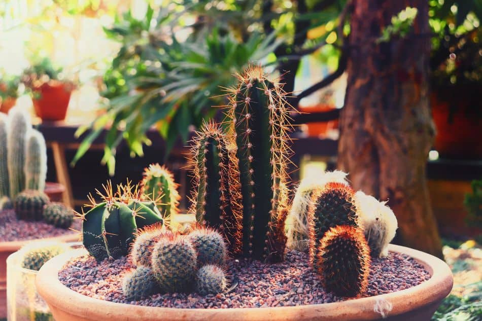 Different kinds of cacti in a pot. 