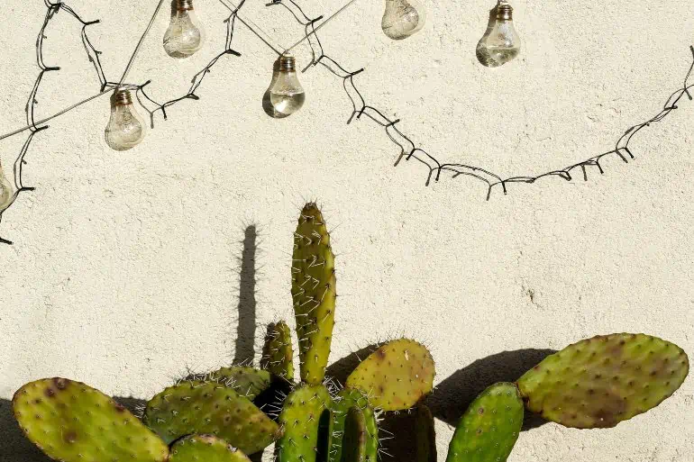 A cactus outside exposed to sunlight. 