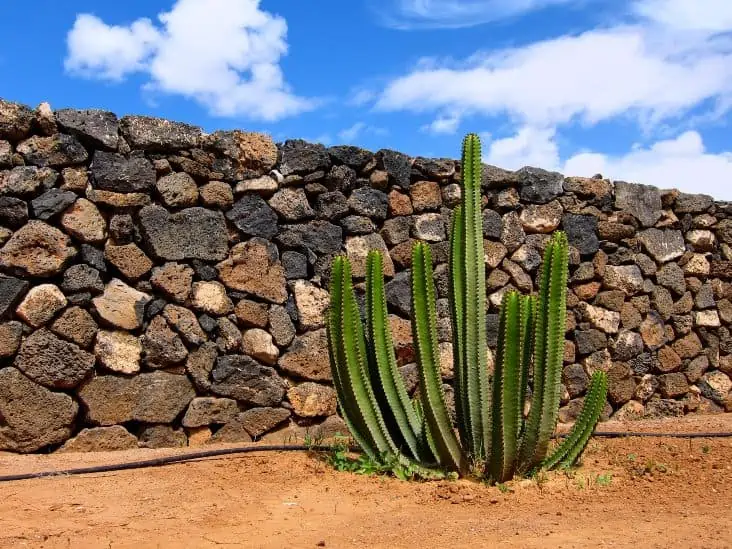 What Temperature Is Too Hot For Cactus Cactusway