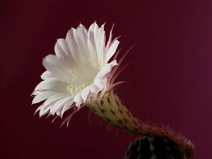 How Often Does A Cactus Flower Bloom Cactusway,Microcrystalline Cellulose In Food