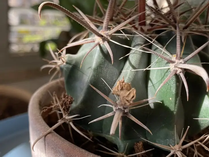 Why Is My Cactus Turning Brown? | CactusWay