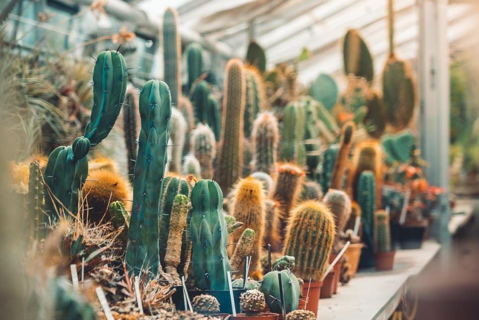 Cactus plants on display. 