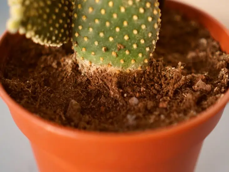 A cactus on the pot. 