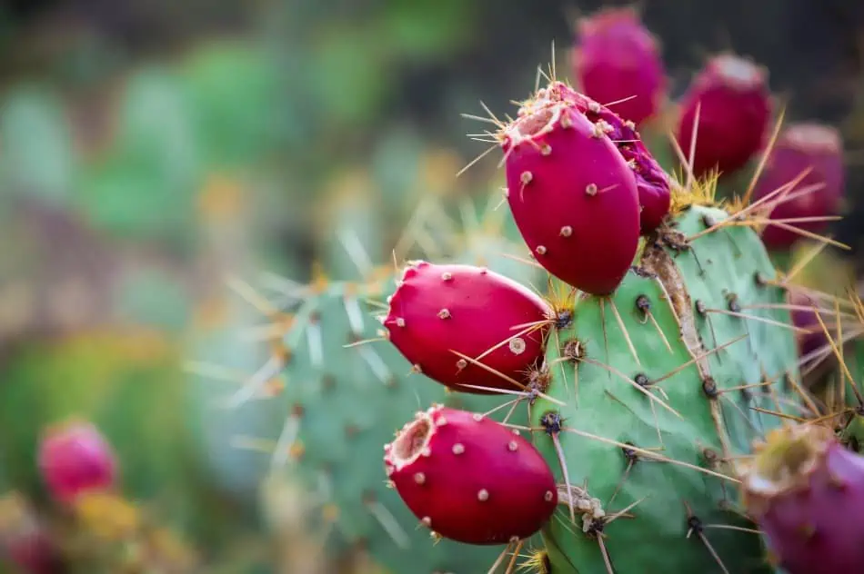 A prickly pear cactus bearing fruit. 
