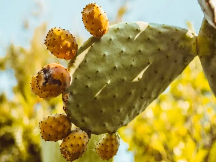 How To Eat A Cactus Fruit Or Prickly Pear Cactusway