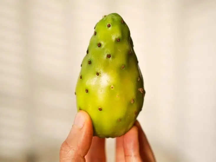A green cactus fruit. 