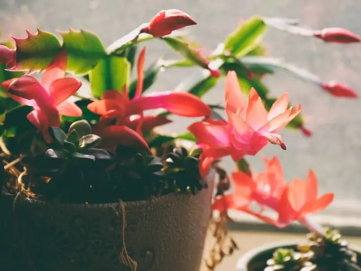 How To Make A Christmas Cactus Bloom Here Are The Secrets Cactusway