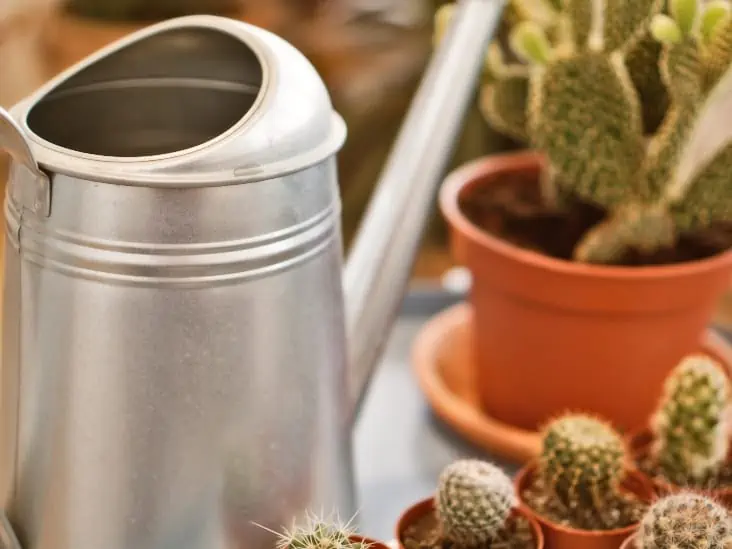 How Do You Know When A Cactus Needs Water? | CactusWay