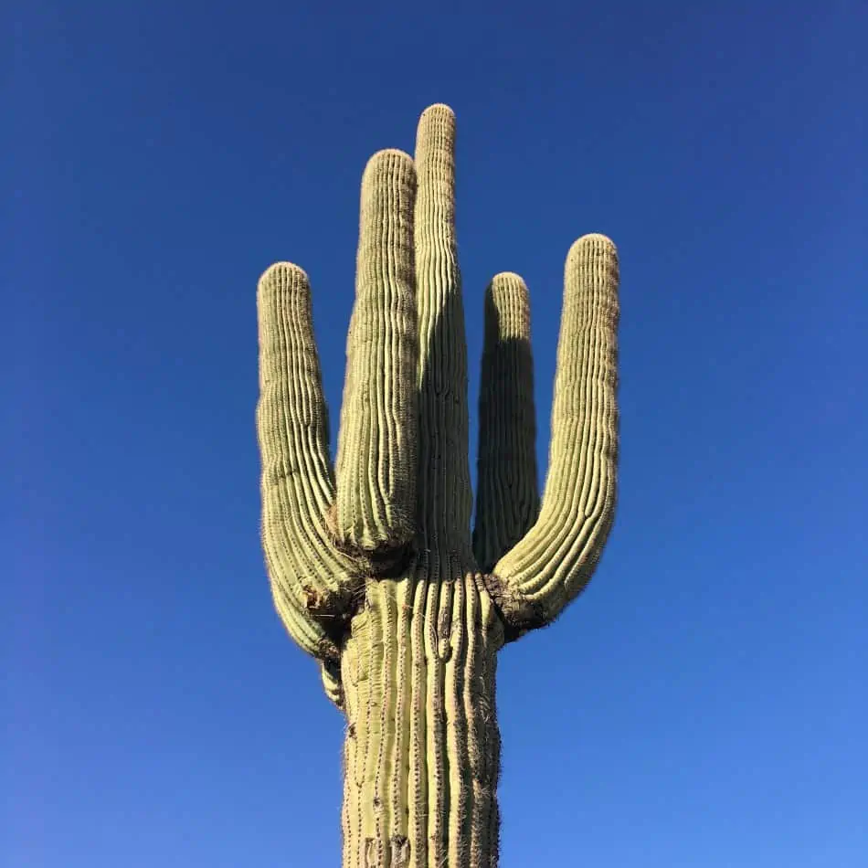 A Saguaro exposed to sunlight. 