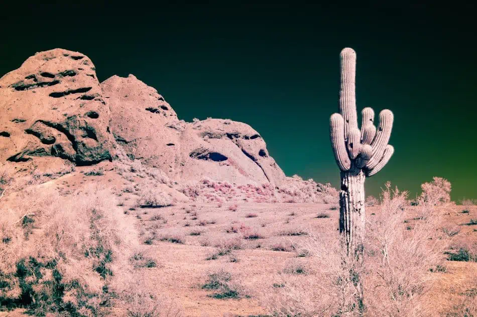 A Saguaro cactus in desert. 