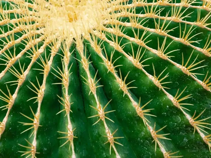 The 4 Most Common Types Of Cactus Plants That You Can Grow Too Cactusway,Microcrystalline Cellulose In Food