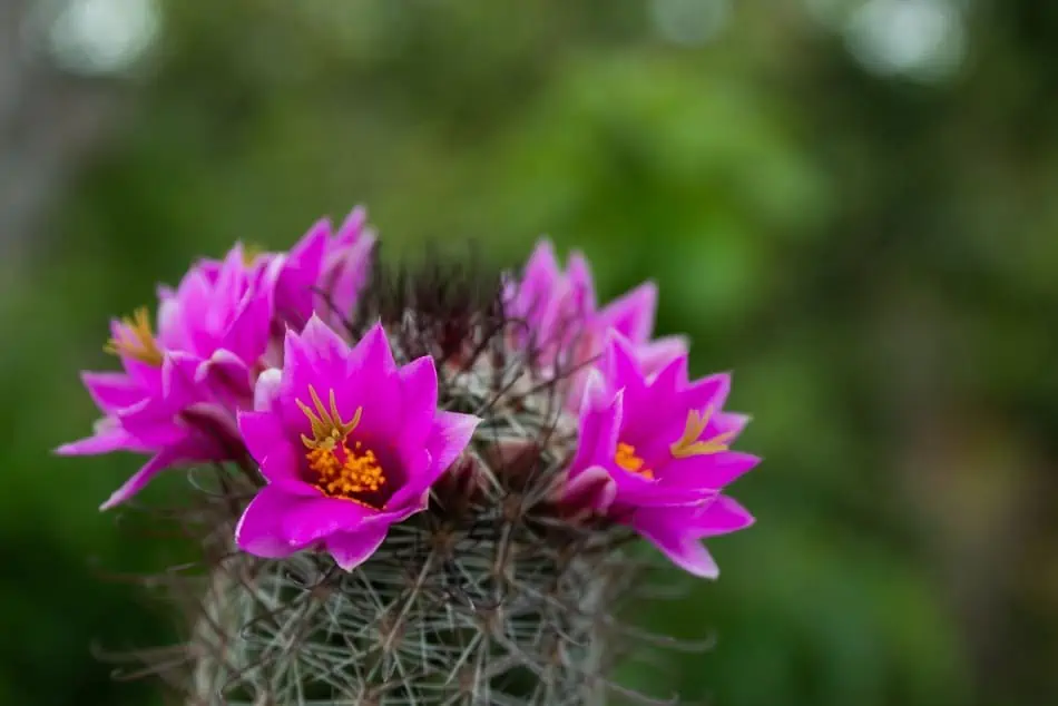 A flowering hedgehog cactus. 