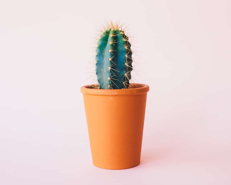 A Blue Columnar cactus in a orange pot. 