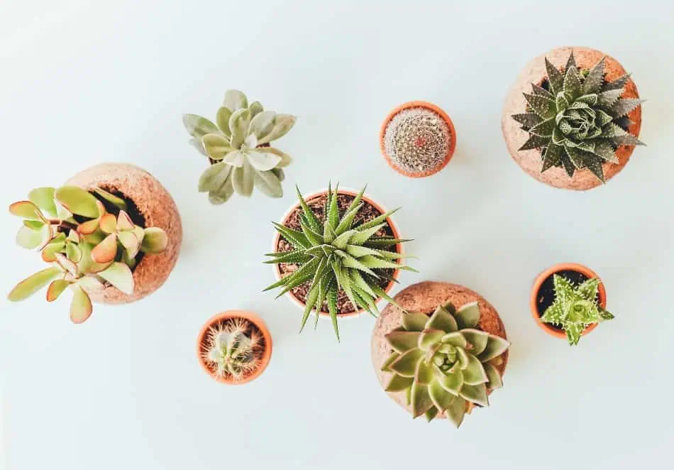 A top view of different kinds of succlents and cactus. 