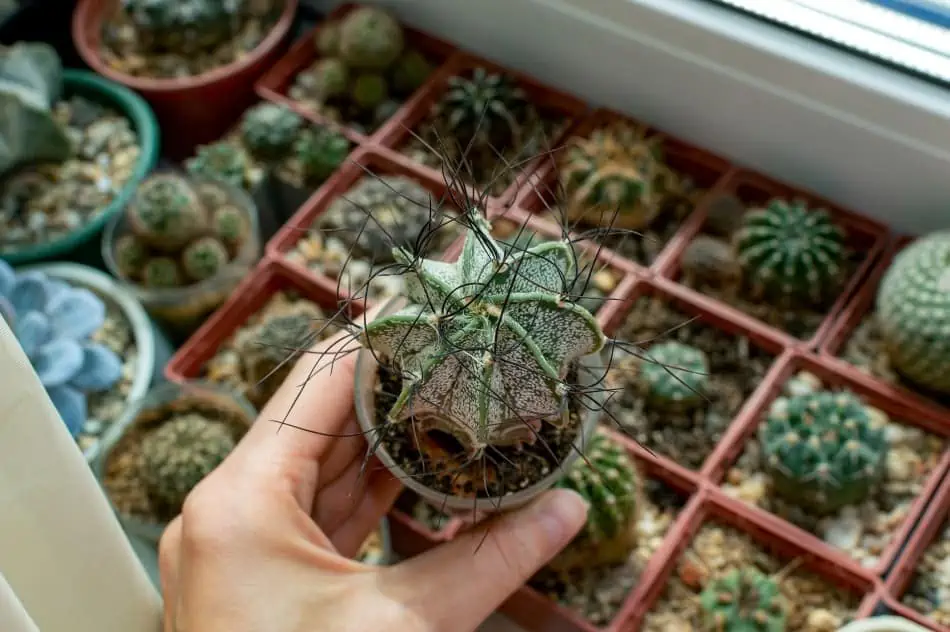 A person holding a cactus on a pot. 