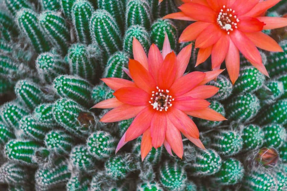 A flowering peanut cactus. 