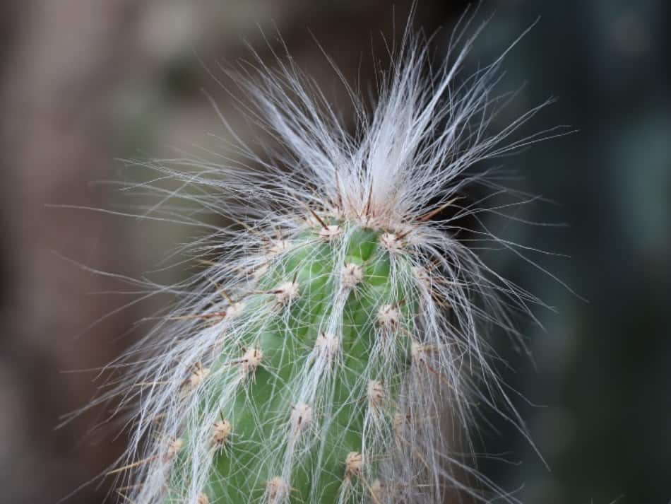 A Old Man cactus with silky white hair. 